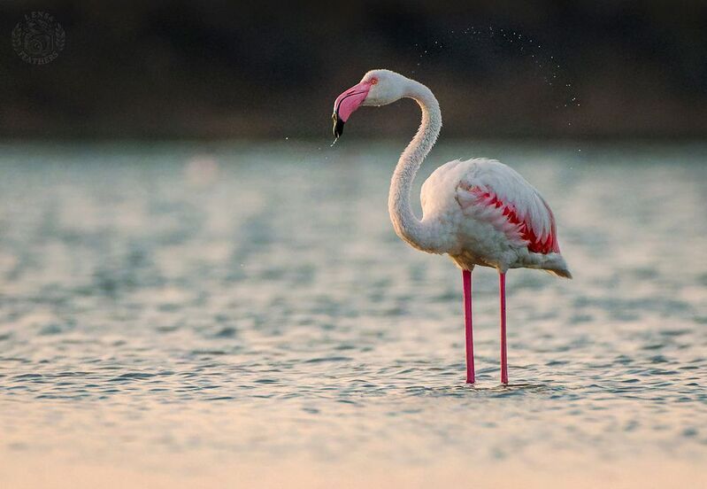 Розовый фламинго - Lens and Feathers фото превью