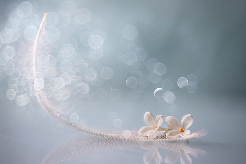 Wind of dreams фото превью