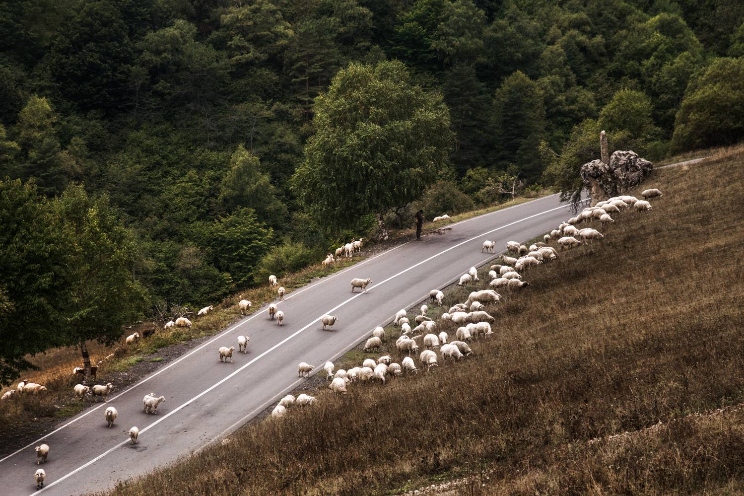 sheeps, road, landscape, mountines, ингушетия, овцы, пейзаж, дорога, горы, Толстоноженко Илья