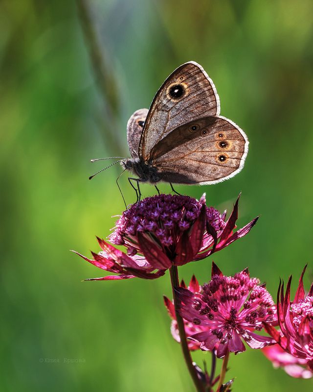 бабочка, бархатница, макро Бархатница фото превью