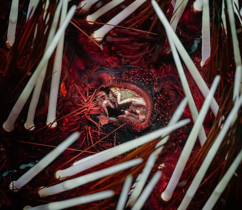 фото превью