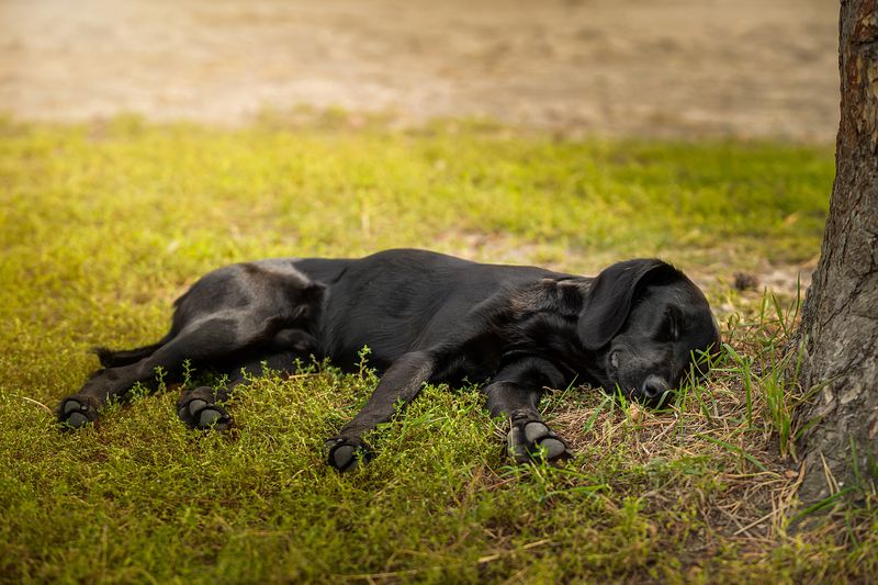 Тихий час фото превью