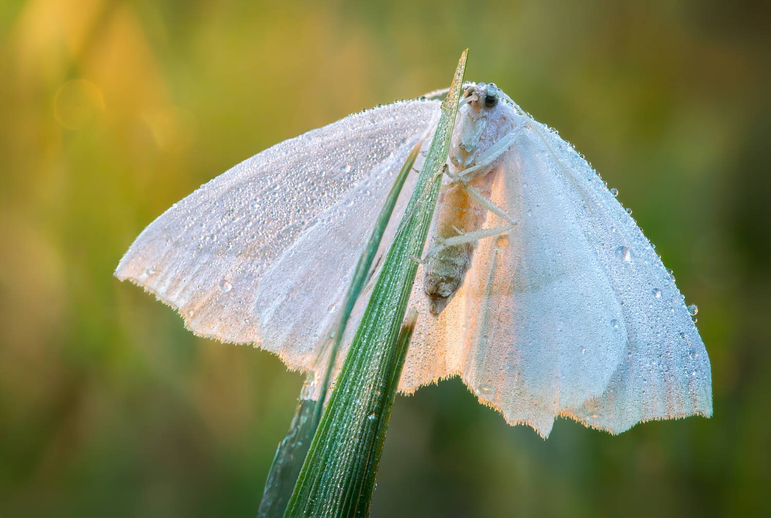 moth, butterfly, beetle, insect, fall, autumn, stink bug, macro, leaves, season, seasons, camouflage, camouflaged,, Atul Saluja