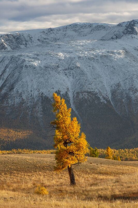 Одинокая лиственница фото превью
