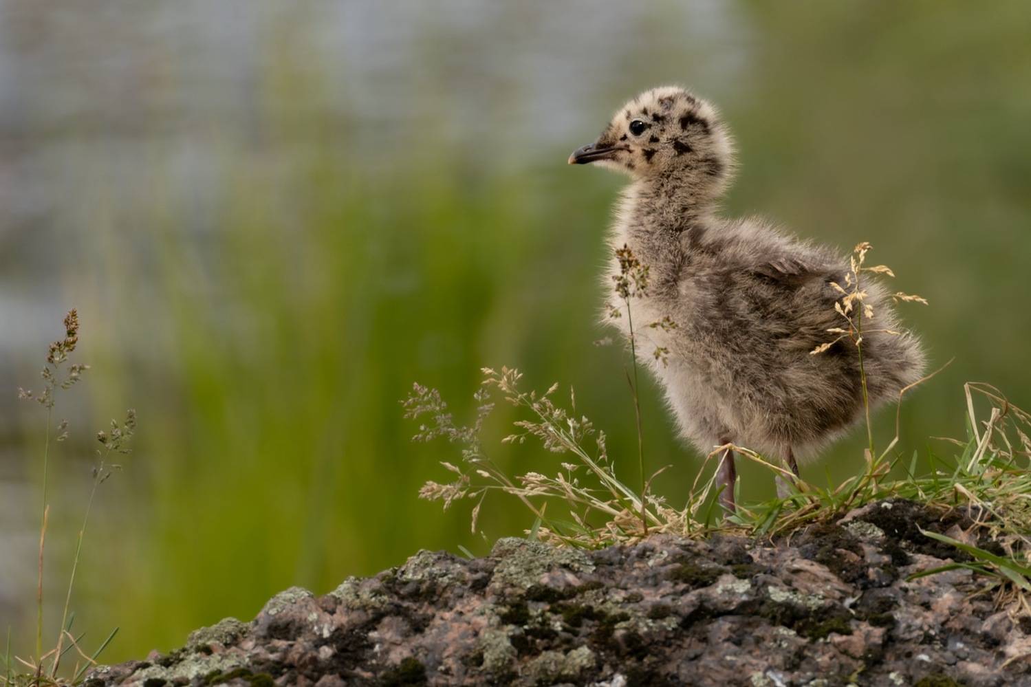 сизая чайка, птенец, чайка, птицы, Ruslan Pl