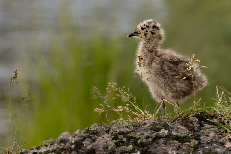 сизая чайка, птенец, чайка, птицы Сизый чайкеныш фото превью