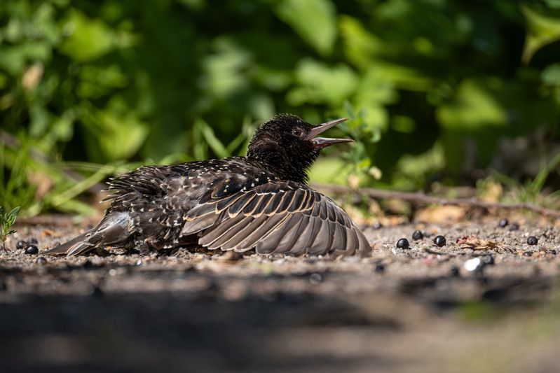 солнцевание, скворец, птицы Солнечные ванны фото превью