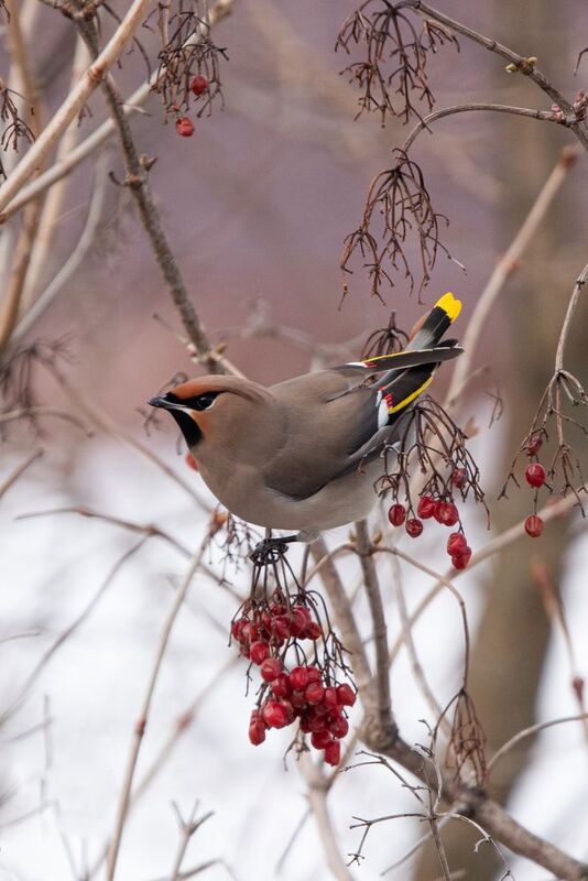 Свиристель / Bombycilla garrulus / Bohemian waxwing фото превью