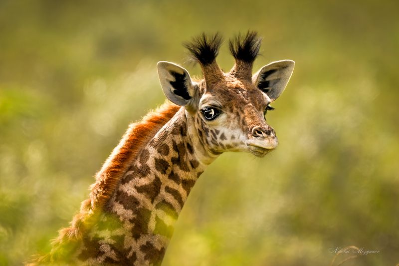 Мама , я уже большой... фото превью