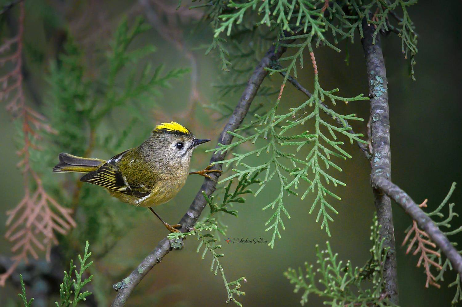фотоохота, птица, королёк, осень, Медведева Светлана