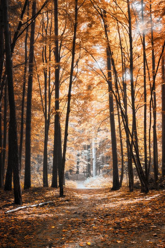 В осеннем лесу фото превью