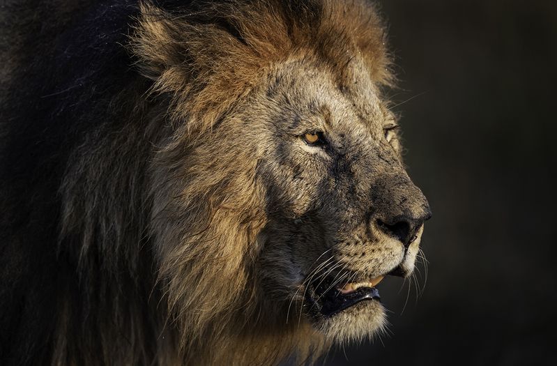 *** фото превью