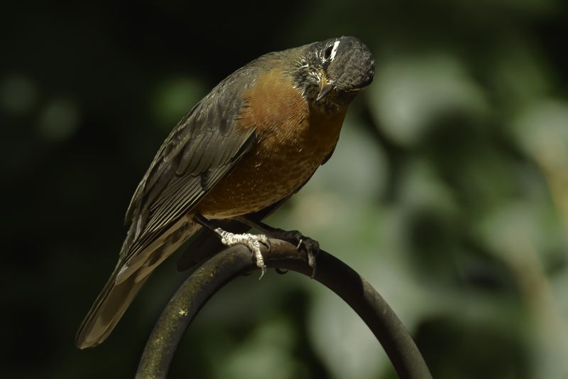 American Robin фото превью