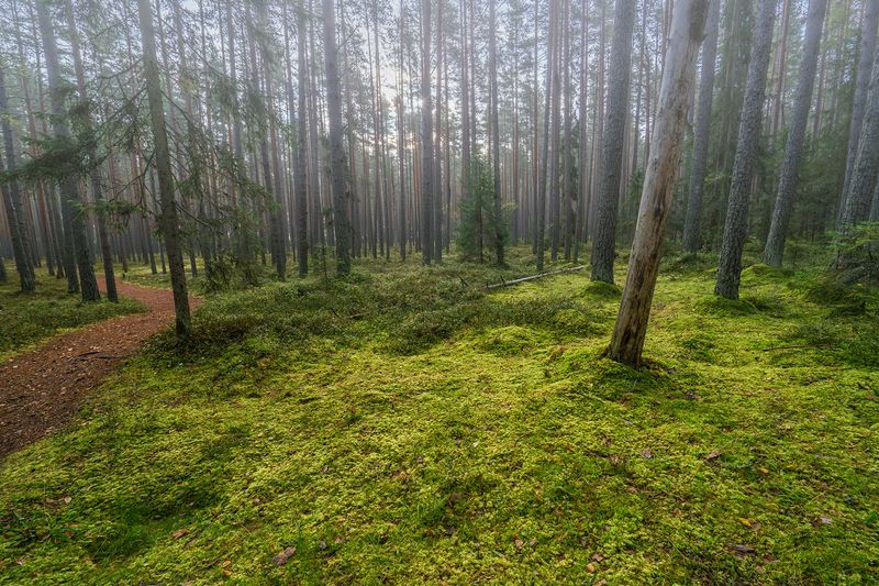 ... фото превью