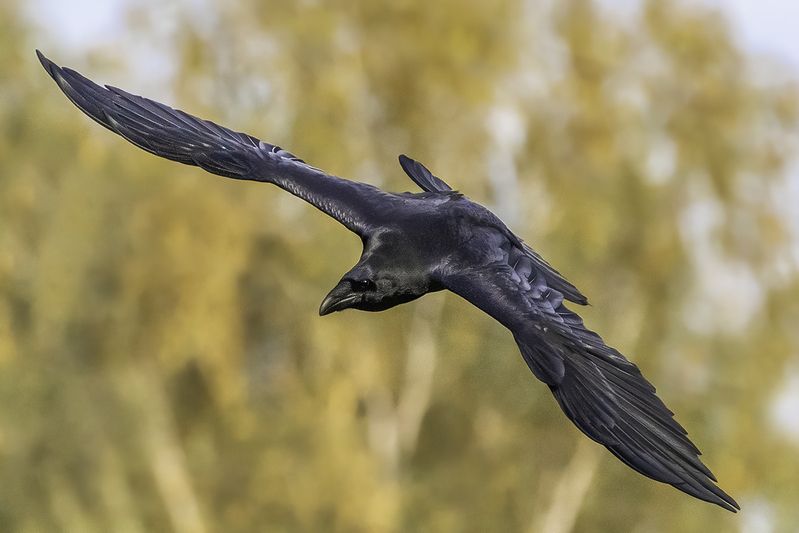 ворон, осень, полёт Рассекая крыльями золотую осень... фото превью