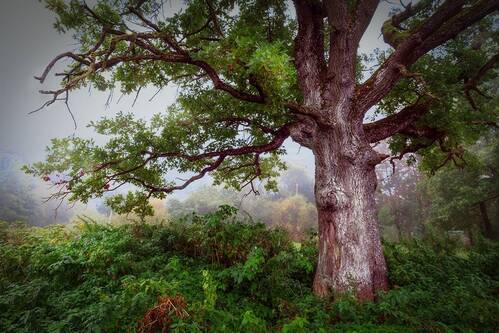 Уголок Нарвы