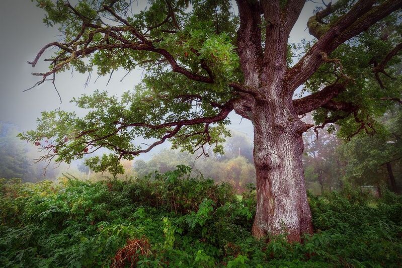 нарва утро туман дуб октябрь Уголок Нарвы фото превью