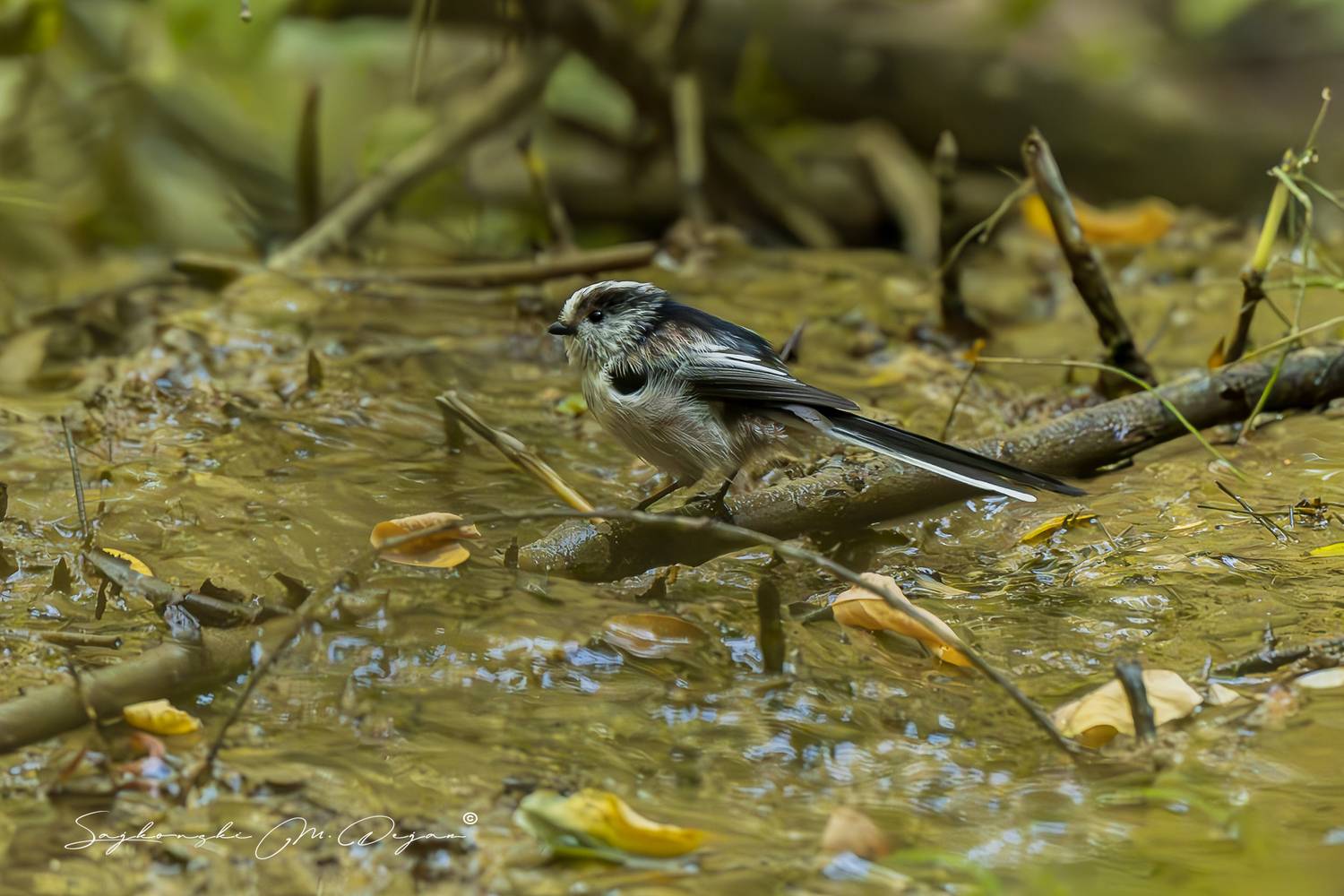 birds, Sajkovski Dejan