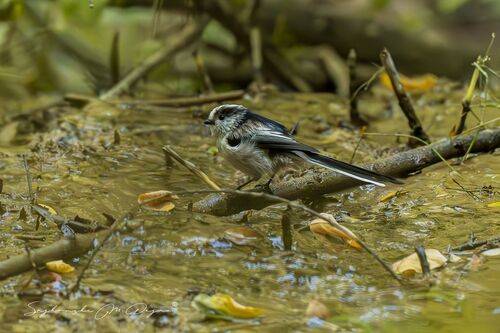 Nature | Wildlife Photography | Adventure