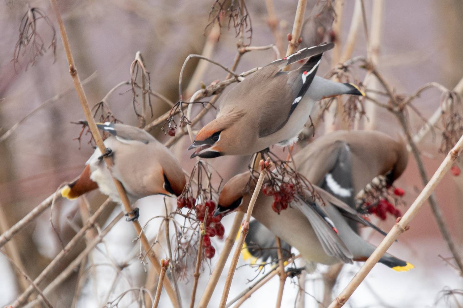 Свиристель / Bombycilla garrulus / Bohemian waxwing. Автор: Полина Шальнева , Полина Шальнева