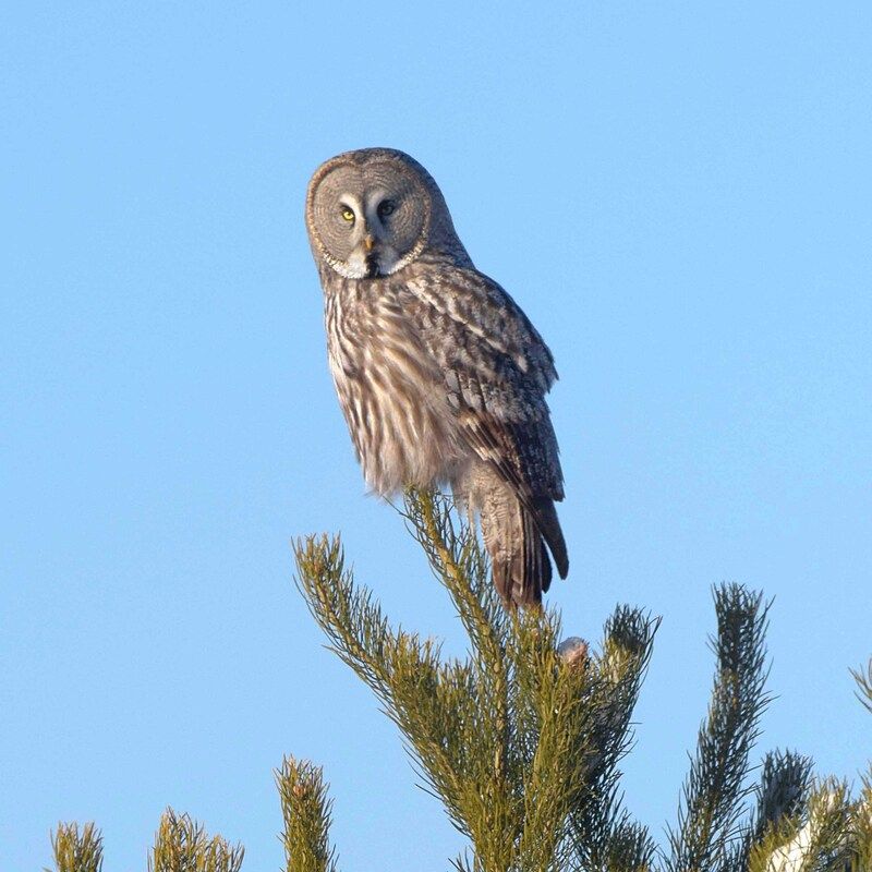 Бородатка. Так сокращенно называют бородатую неясыть. фото превью
