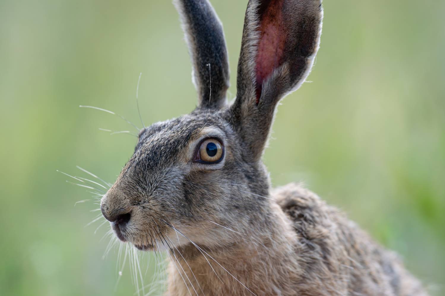 , Алексей Савельев