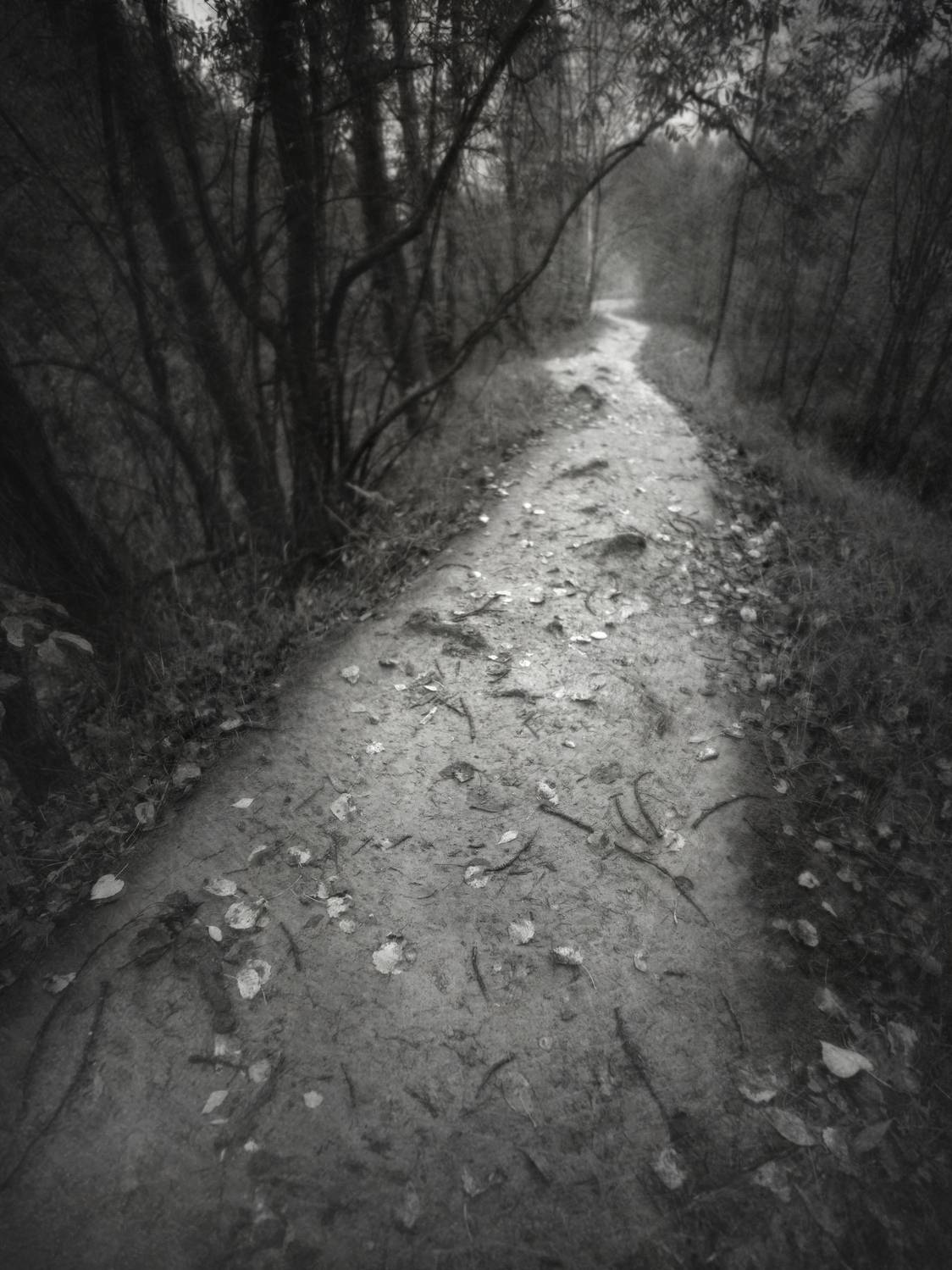 чб, пейзаж, осень, настроение, пикториализм, Сергей Кот