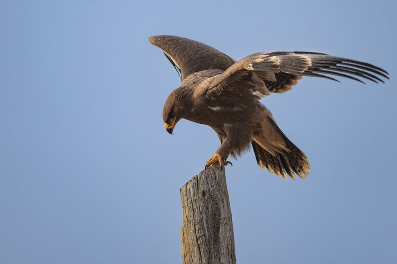 степной орел, орел, птицы, алтай, красная книга Степной орел фото превью