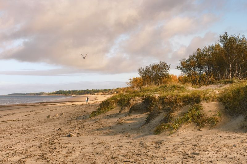 осень, сентябрь, утро, белое море, берег, песок, дюны, трава, деревья, небо, облака Осенний берег Белого моря фото превью