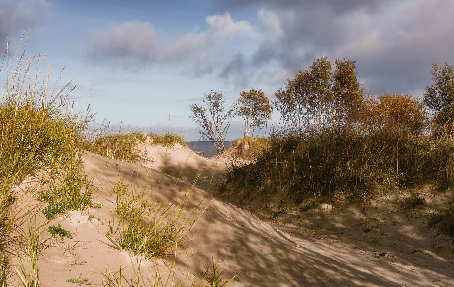 осень, сентябрь, утро, белое море, берег, песок, дюны, трава, деревья, небо, облака тени, Вера Ра