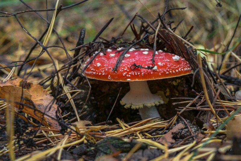 гриб мухомор хвоя сентябрь природа макро 28.09.25. фото превью