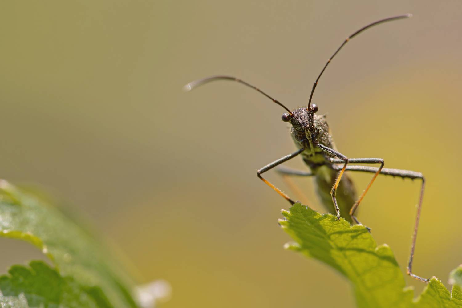лето, кузнечик, насекомые, Лапин Сергей