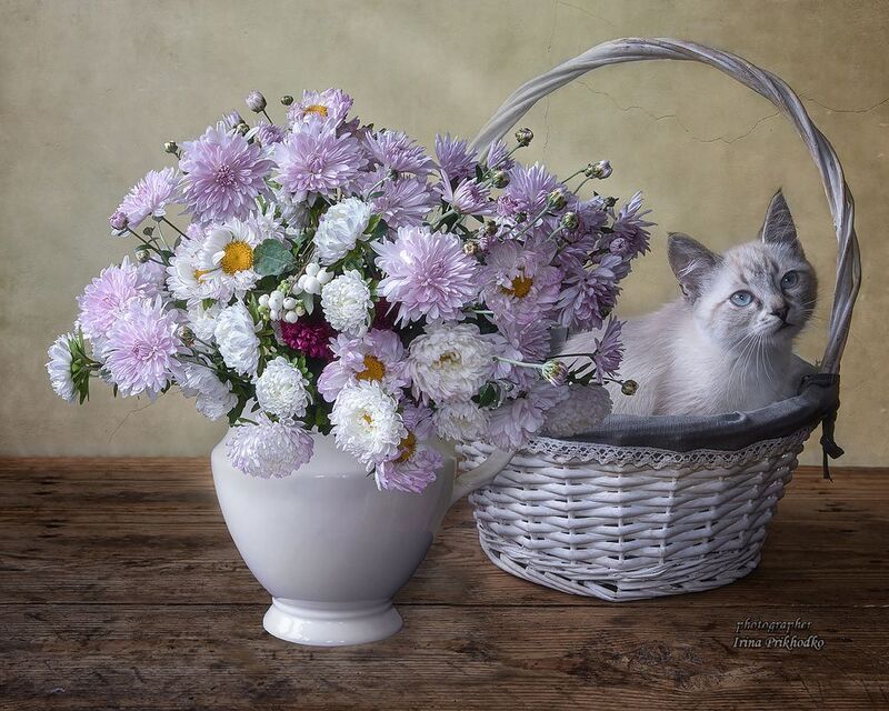 день учителя, поздравление, котята, домашние животные, котики, цветы, букеты, С днём Учителя! фото превью