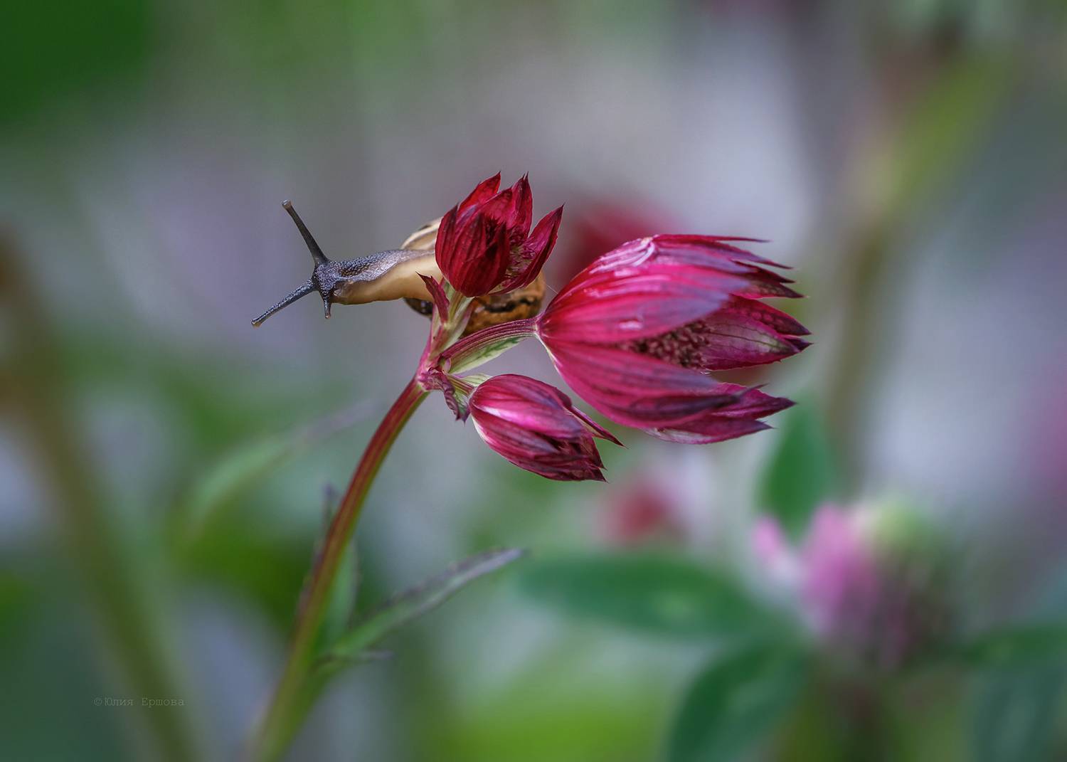 астранция, улитка, Ершова Юлия