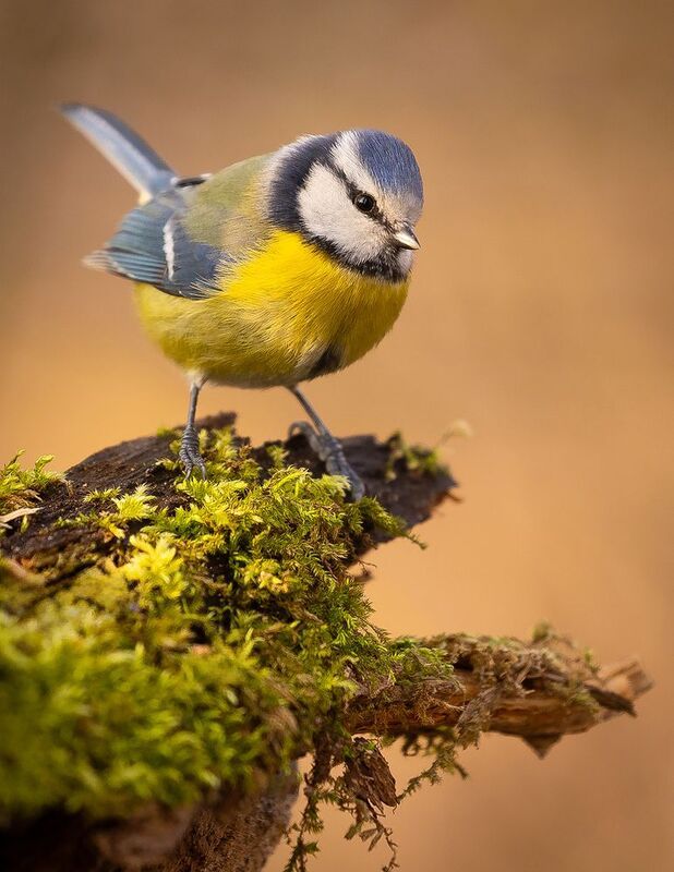 Titmouse фото превью