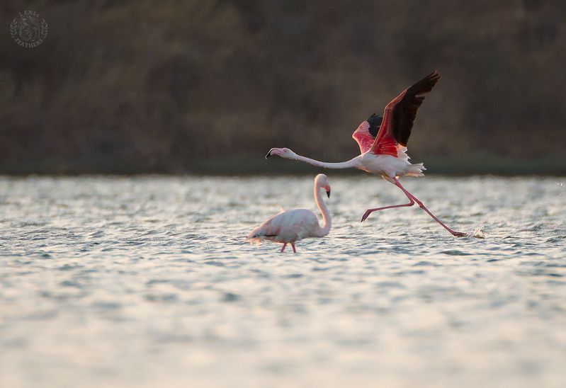 Розовый фламинго - Lens and Feathers фото превью