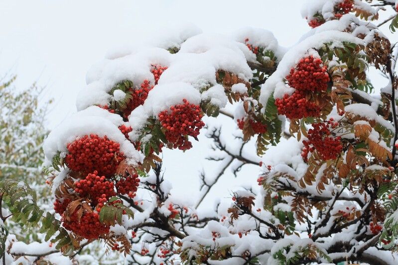 природа,осень,снег,рябина Первый снег на рябине фото превью