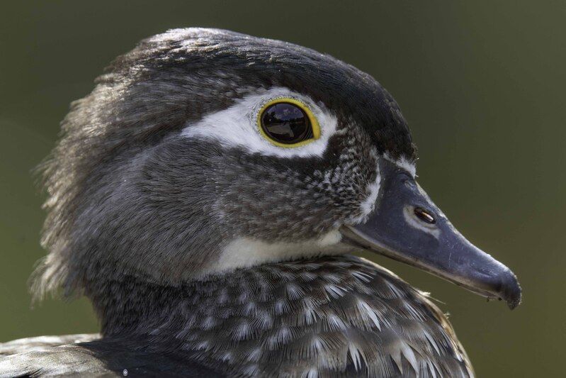 Wood duck-female фото превью