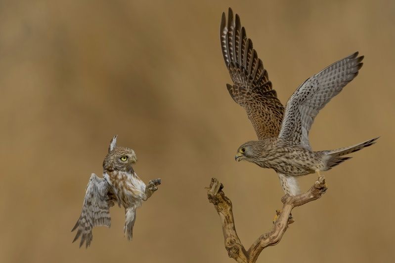 The battle  фото превью