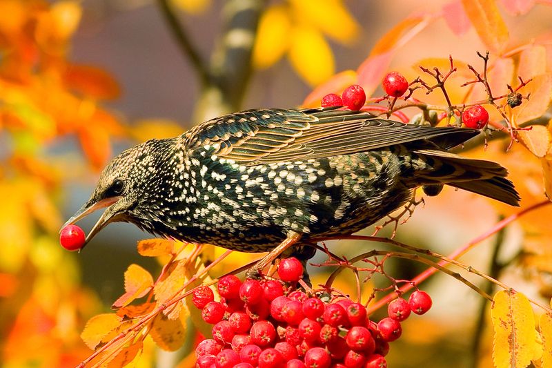 Скворец на ягодах фото превью