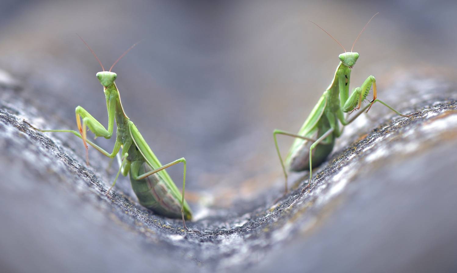 , Макеев Алексей