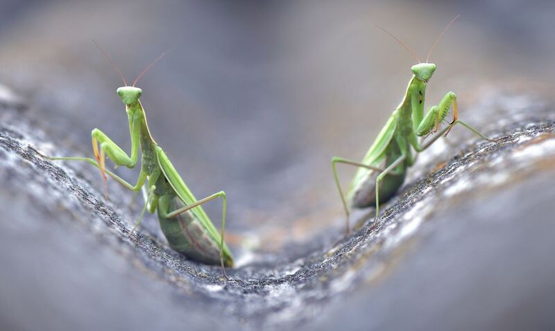 ... фото превью