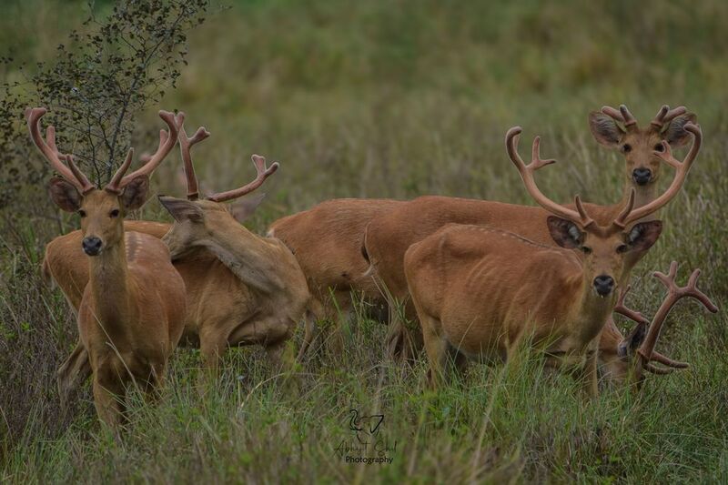 Swamp Deers фото превью
