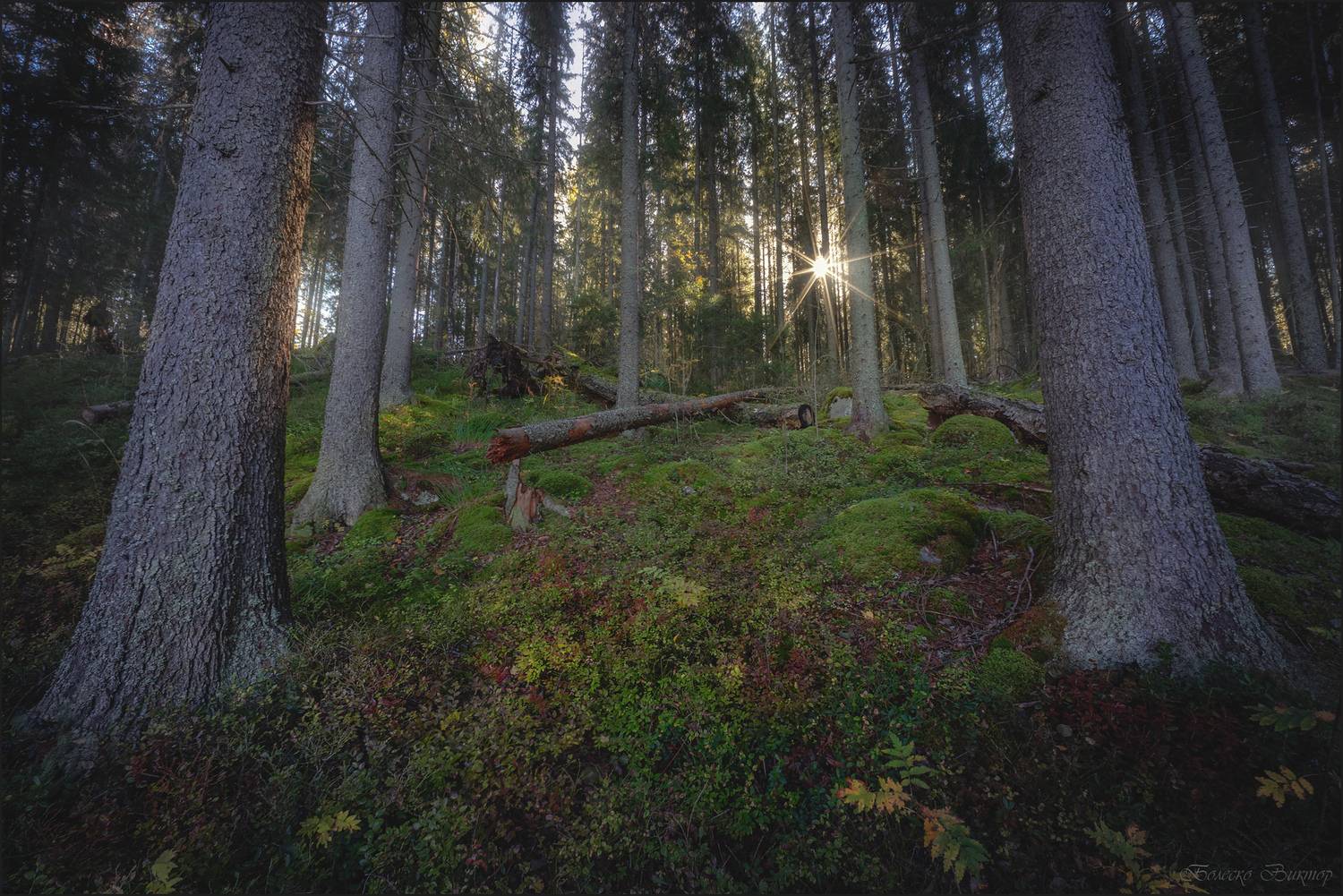 , Болеско Виктор