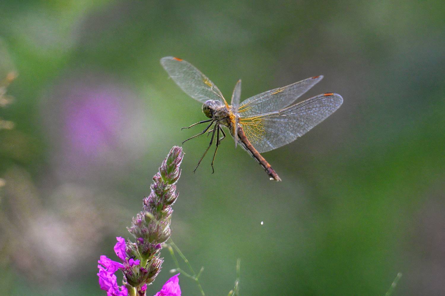 , Кузнецов Кирилл
