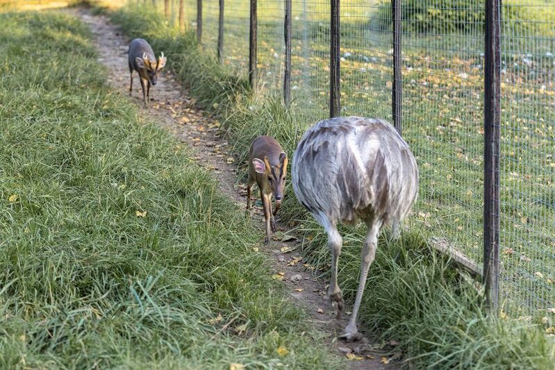 Ты что такое? фото превью