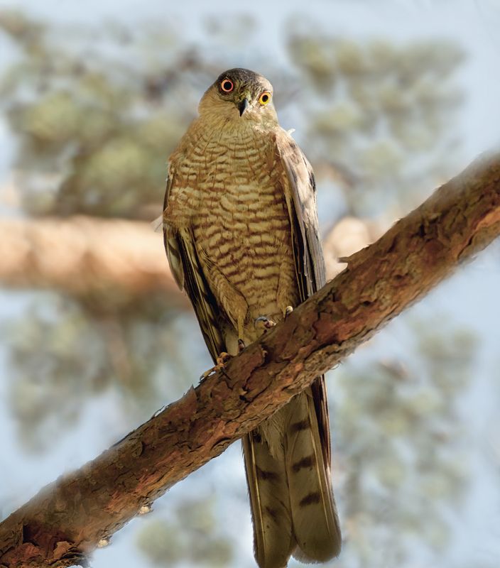 ястреб, гнездо, Ястребы (3 ФОТО) фото превью