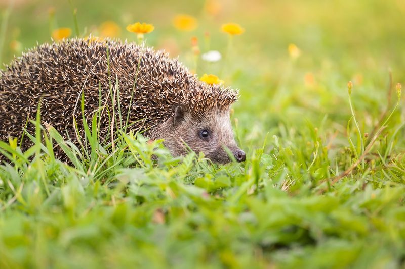 Ёжик фото превью