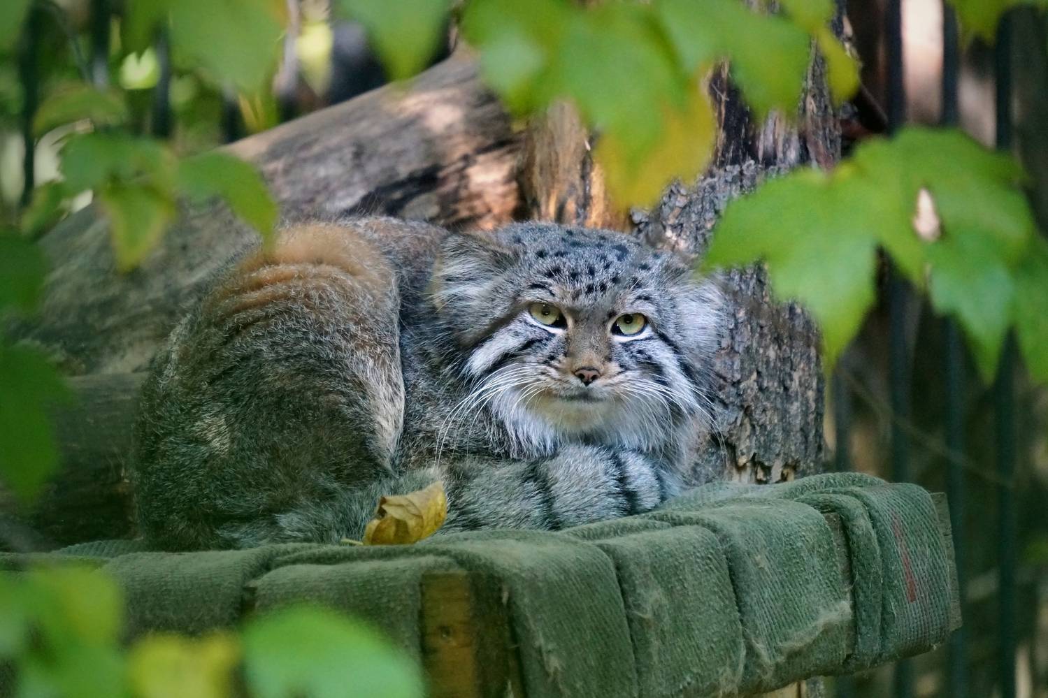 кот, манул, кот манул, кошки, малые кошки, звери, хищные, животные, животные красной книги,,  Людмила
