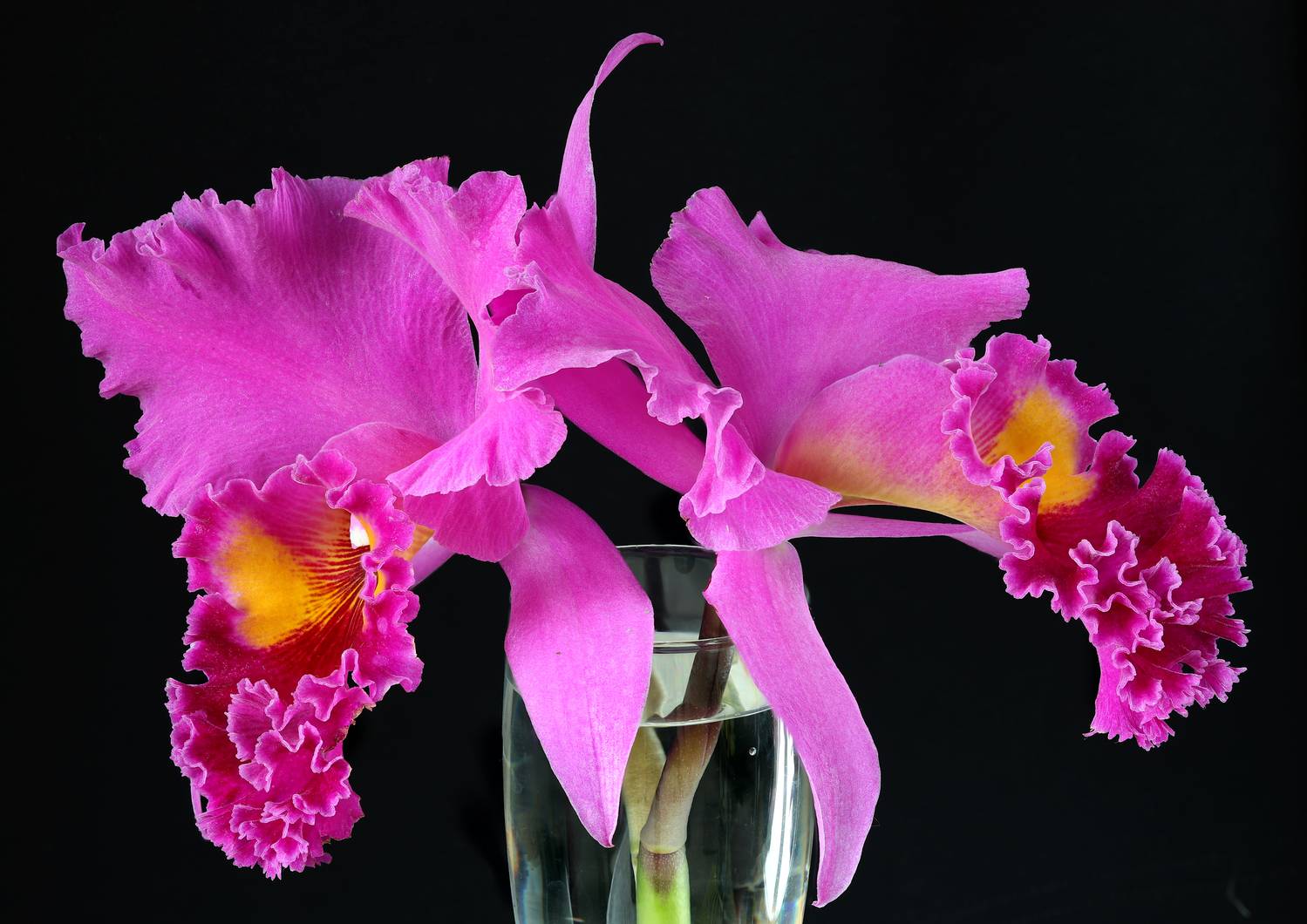 орхидея цветок каттлея, Александр Зорин